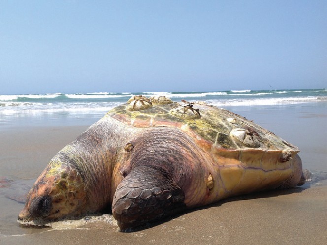 Un nuevo informe acusa a México de no proteger a las tortugas caguama