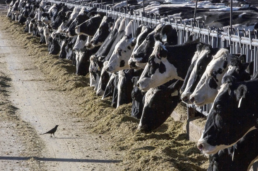 Diagnostican con gripe aviar a una persona tras interactuar con vacas en Texas