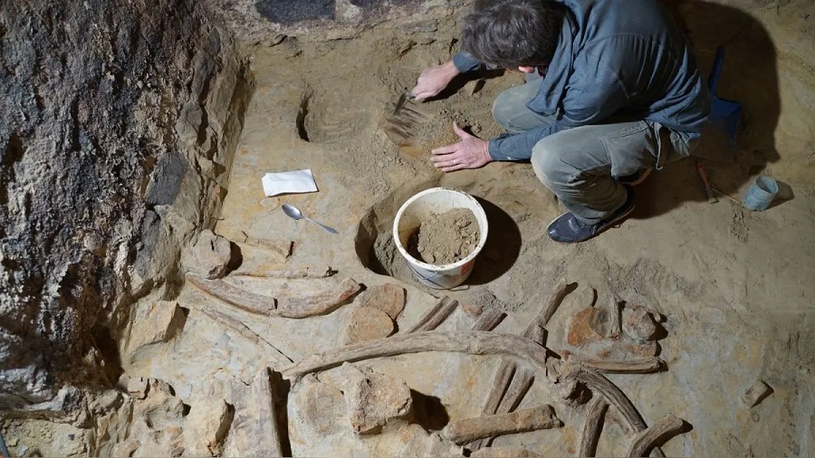 Viticultor halla huesos de tres mamuts enterrados debajo su bodega