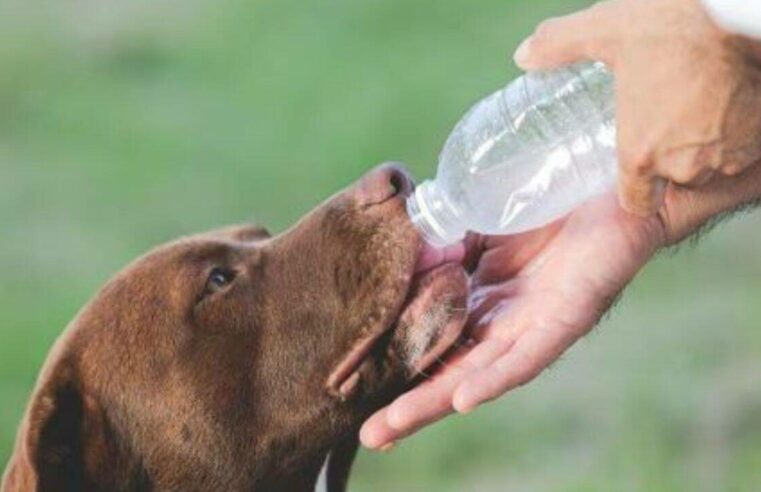 ¿Cómo detectar un golpe de calor en perros y gatos?