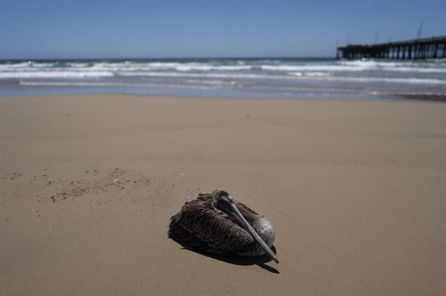 Docenas de pelícanos hambrientos y enfermos aparecen en la costa de California