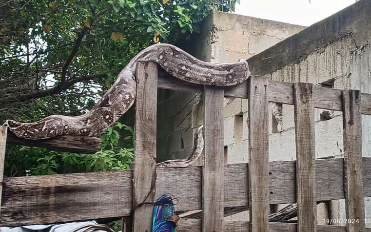 Gigantesca boa causa pavor en Progreso