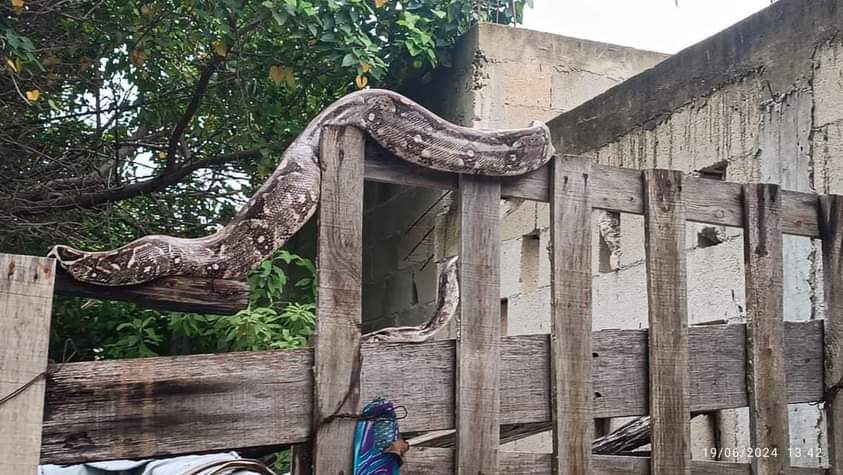 Gigantesca boa causa pavor en Progreso