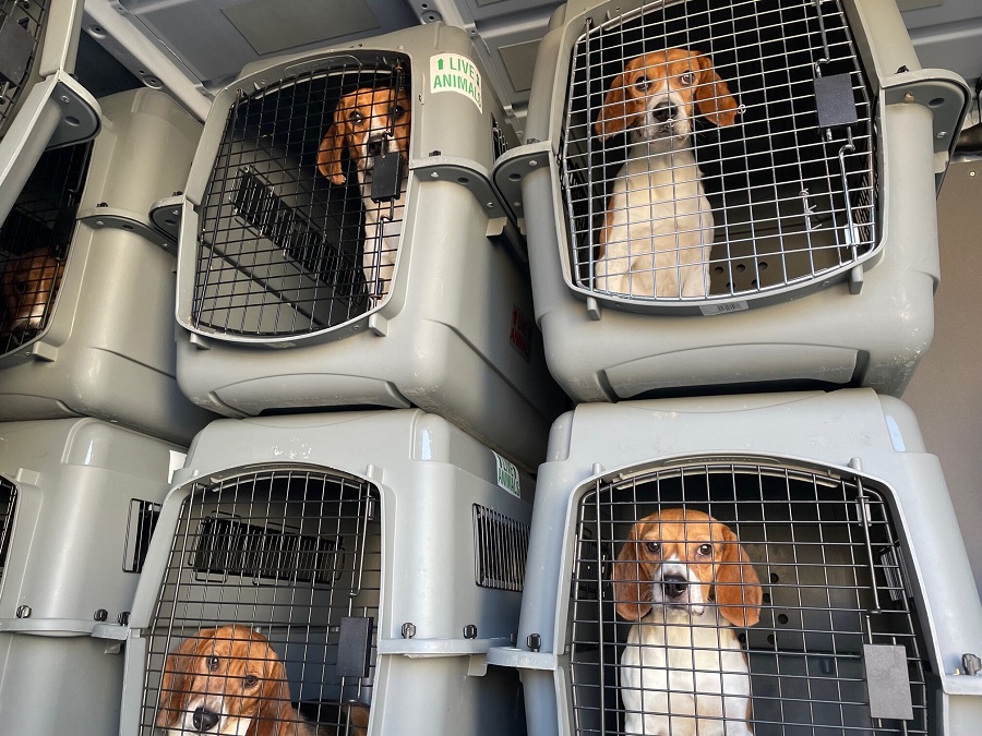 Empresa pagará 35 millones de dólares por maltratar a mansos perros beagle