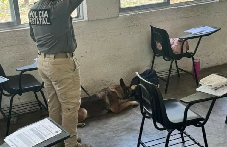 Escuadron canino (K9):de la SSP se certifica en detección de drogas, armas y explosivos