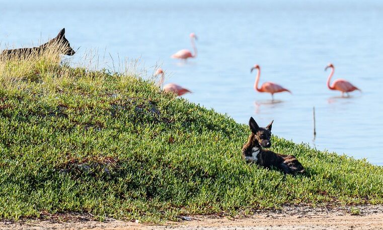 Protegen de los perros callejeros a los flamencos de la ría de Celestún