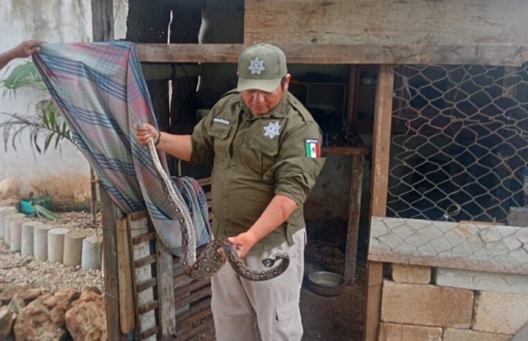 Atrapan enorme boa dentro de una casa en Villas de Oriente Kanasín