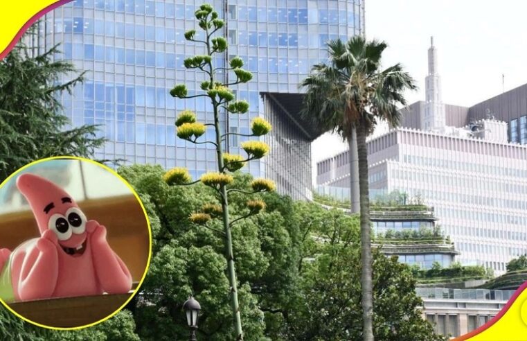Agave mexicano florece y causa furor en Japón