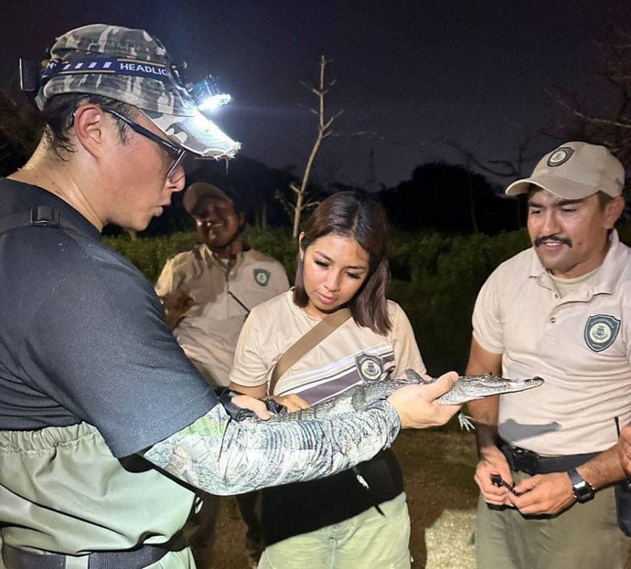 Rescatan a un pequeño cocodrilo en el Parque Hundido, en el poniente de Mérida