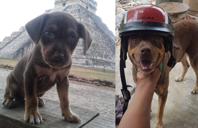 Dan el último adiós a Duke, uno de los perros guardianes de Chichén Itzá
