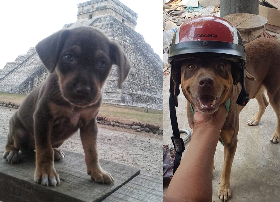 Dan el último adiós a Duke, uno de los perros guardianes de Chichén Itzá