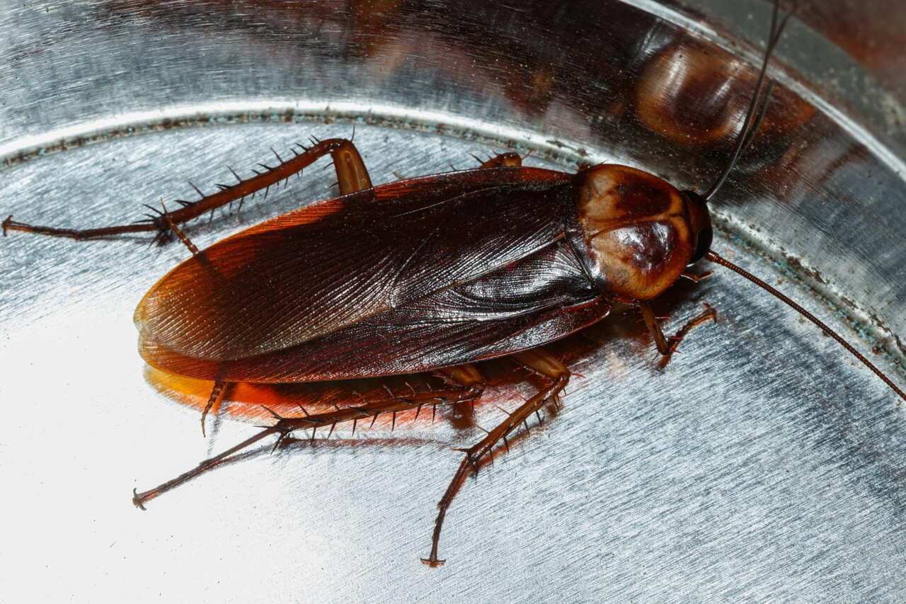 La leche de cucaracha: el alimento del futuro