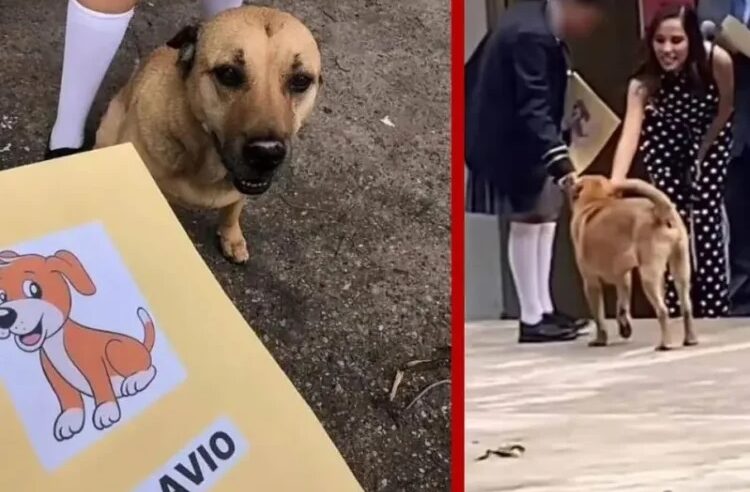 Perro “machaque” se gradúa junto a sus compañeritos humanos en escuela primaria