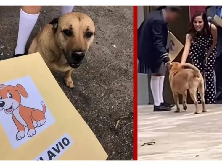 Perro “machaque” se gradúa junto a sus compañeritos humanos en escuela primaria