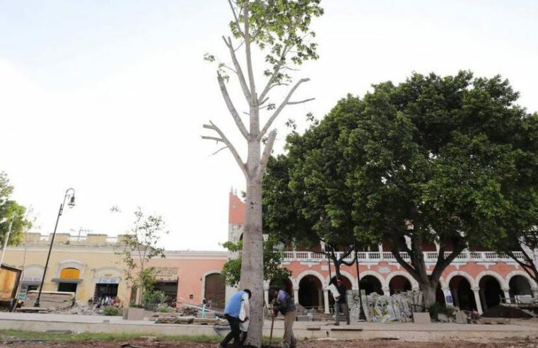 En marcha la siembra de más de 100 árboles nuevos en la Plaza Grande de Mérida