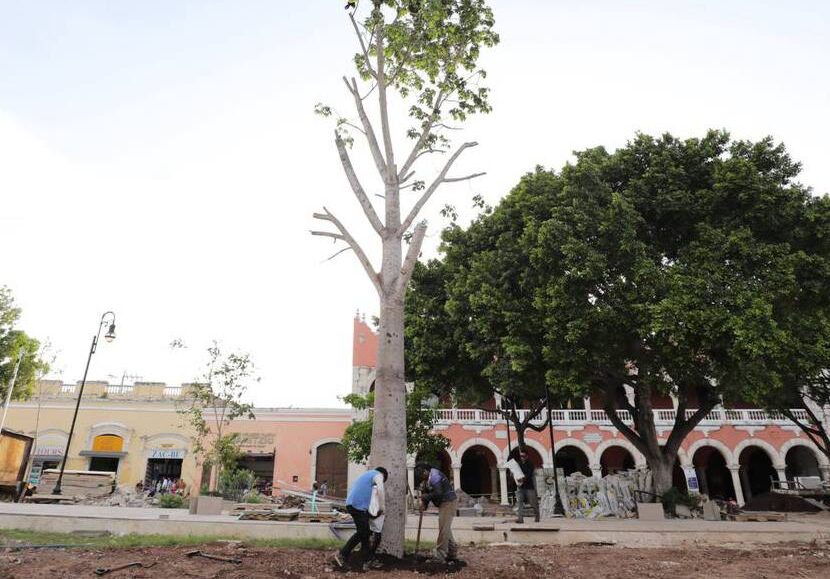 En marcha la siembra de más de 100 árboles nuevos en la Plaza Grande de Mérida