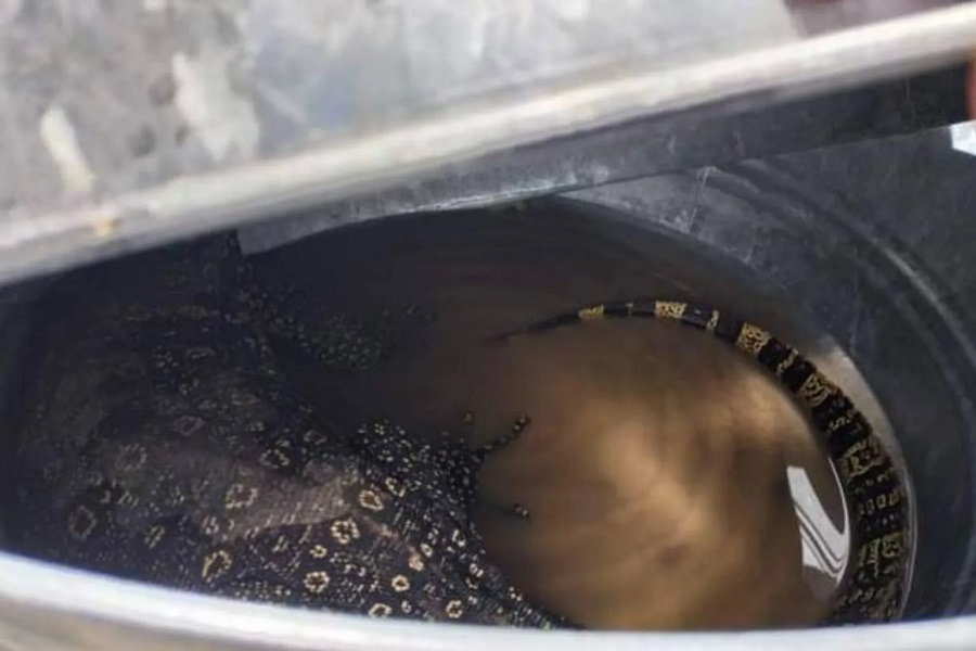 Capturan un lagarto exótico en Tlaxcala