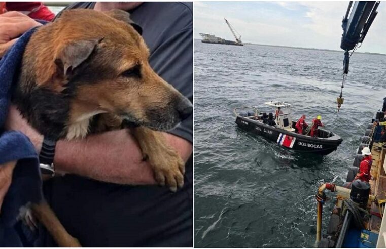 Rescatan a un perro náufrago a seis kilómetros de la costa