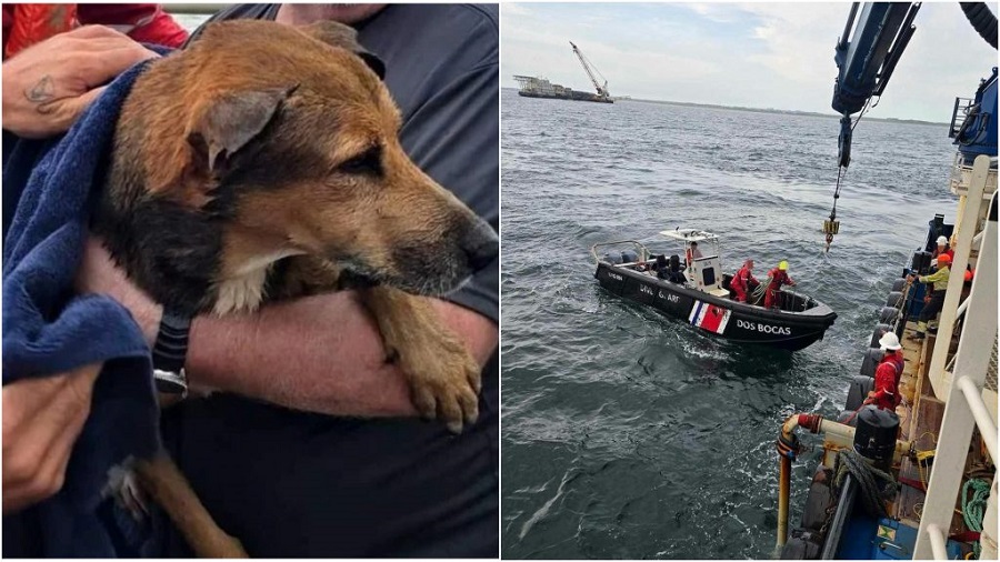 Rescatan a un perro náufrago a seis kilómetros de la costa