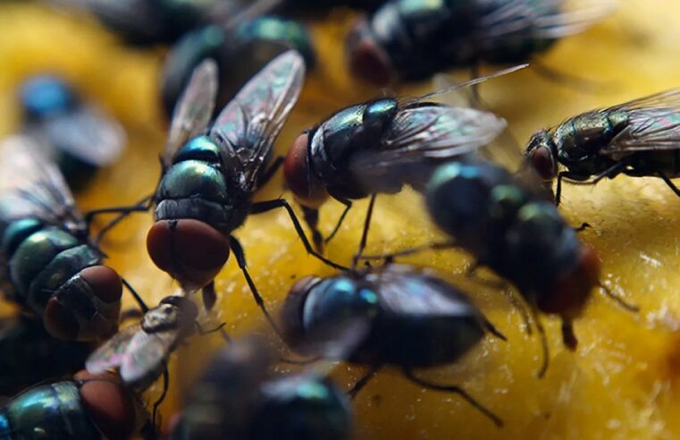 Plaga de moscas en Mérida por calor, lluvias, humedad y basura en las calles