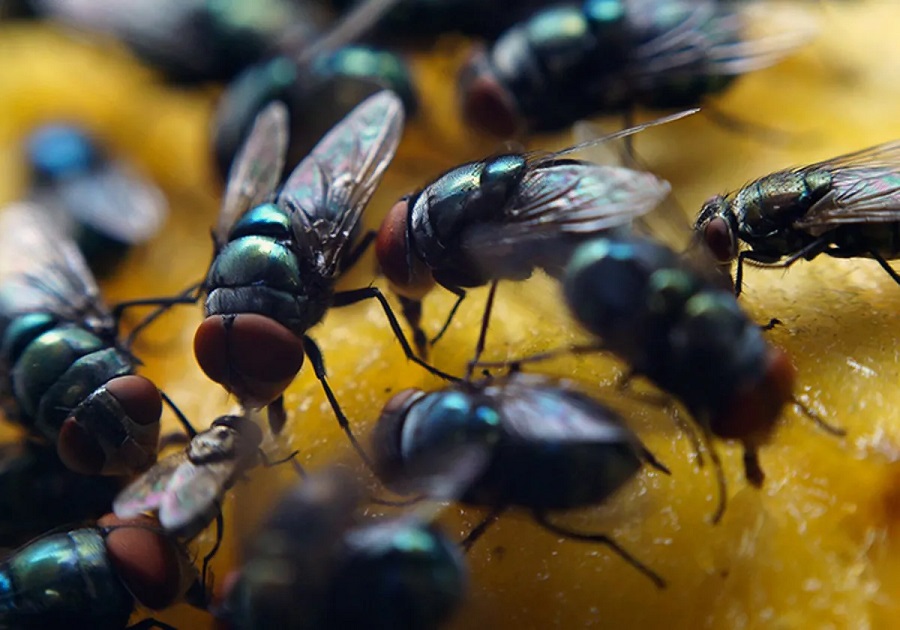 Plaga de moscas en Mérida por calor, lluvias, humedad y basura en las calles