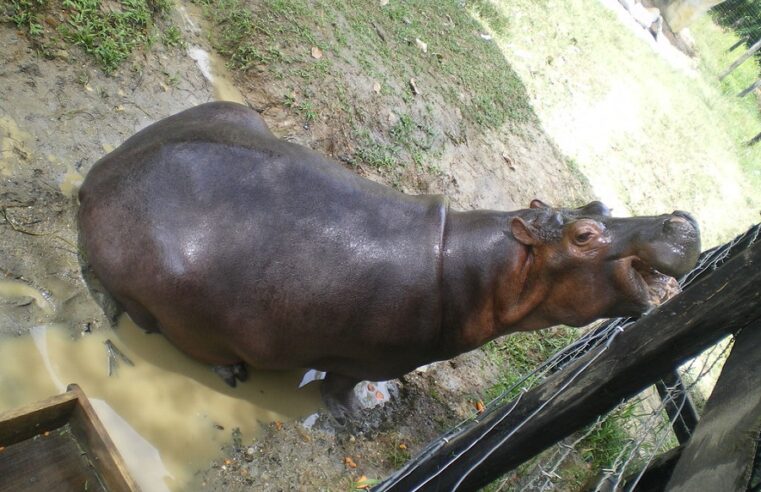 Murió Vanessa, uno de los hipopótamos de Pablo Escobar en Colombia