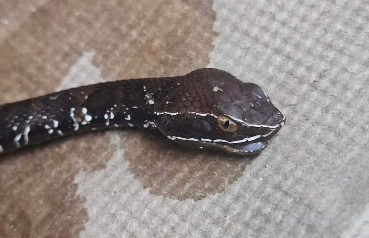 Venenosa serpiente lo envió al hospital: lo mordió en el pie en Peto