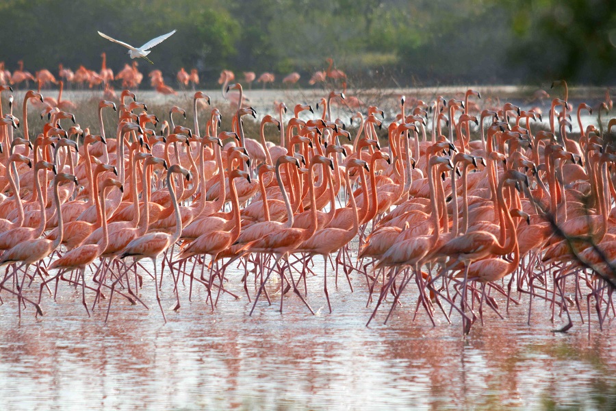 Organizaciones civiles se unen en la protección del flamenco en la Península de Yucatán