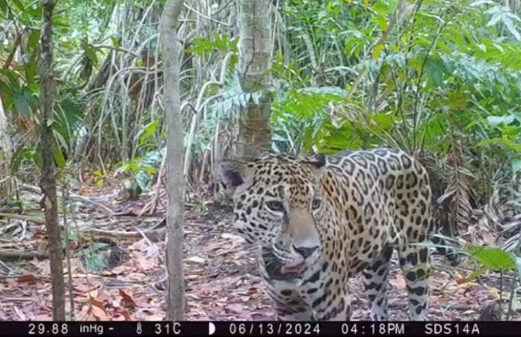 Avistan más jaguares en la Reserva Ecológica de Dzilam de Bravo