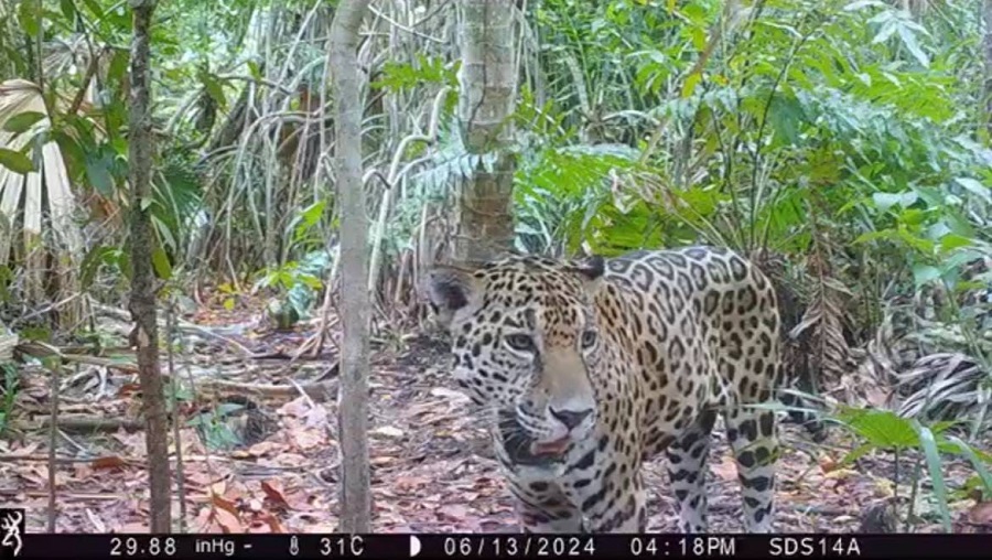 Avistan más jaguares en la Reserva Ecológica de Dzilam de Bravo