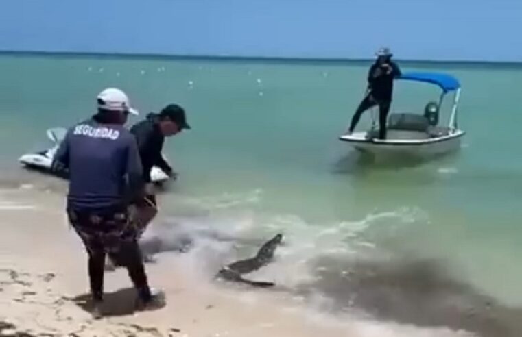 Capturan cocodrilo que vacacionaba en Telchac Puerto: nadaba en la orilla de la playa