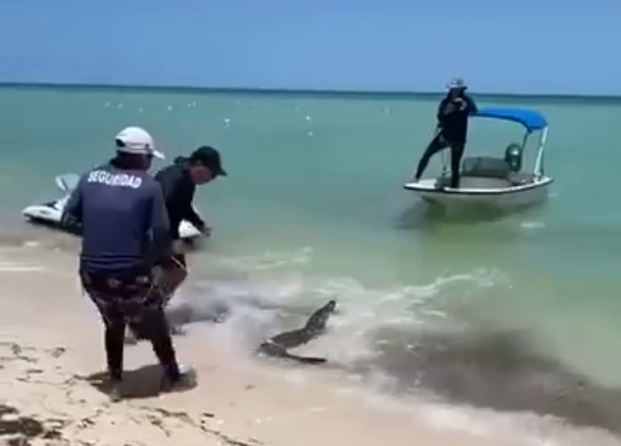 Capturan cocodrilo que vacacionaba en Telchac Puerto: nadaba en la orilla de la playa