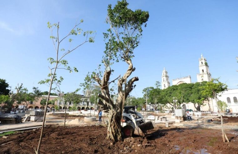 Arborización en Plaza Grande de Mérida destaca la importancia de especies sagradas mayas