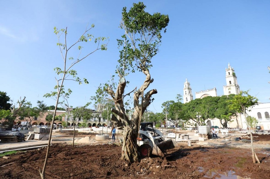 Arborización en Plaza Grande de Mérida destaca la importancia de especies sagradas mayas