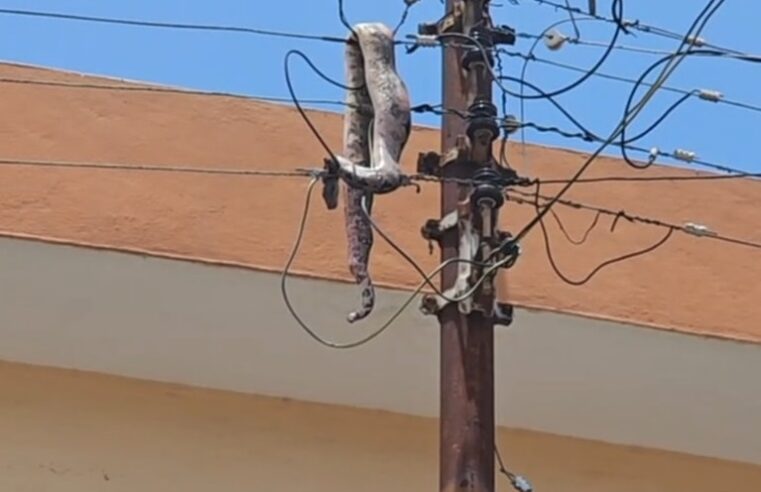 Boa se electrocuta en un poste y deja sin luz parte del centro de Mérida