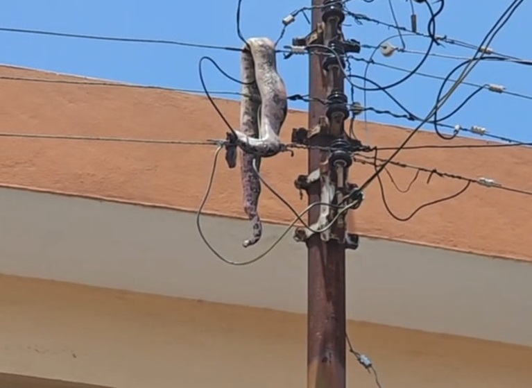 Boa se electrocuta en un poste y deja sin luz parte del centro de Mérida