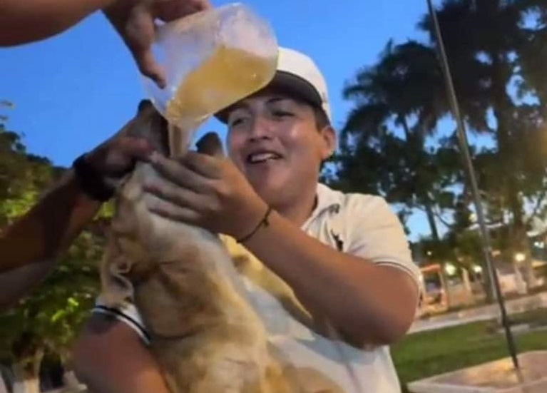 Ebrios sujetos emborrachan con cerveza a un perro en Yucatán