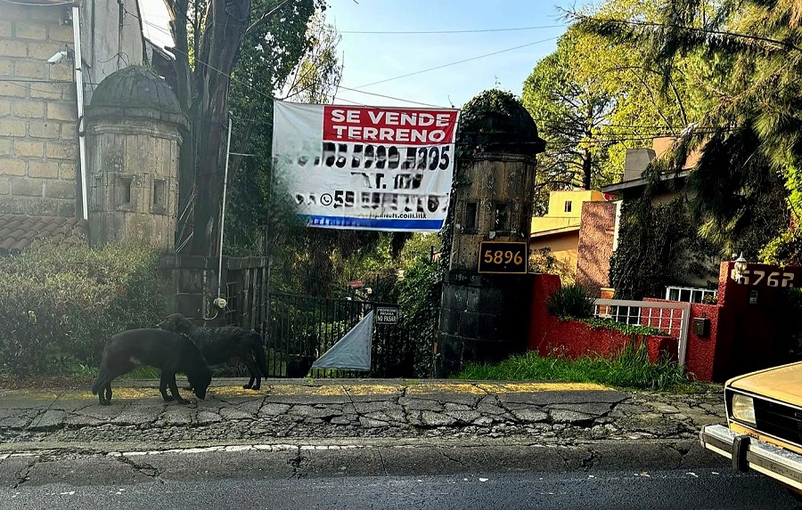 Alertan por perros salvajes en condominios del Desierto de los Leones en CDMX