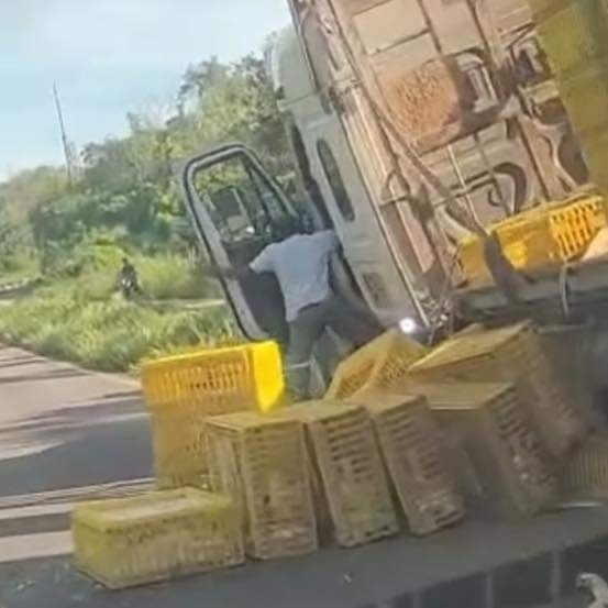 Rapiñan pollos de un camión accidentado en la zona maya de Quintana Roo