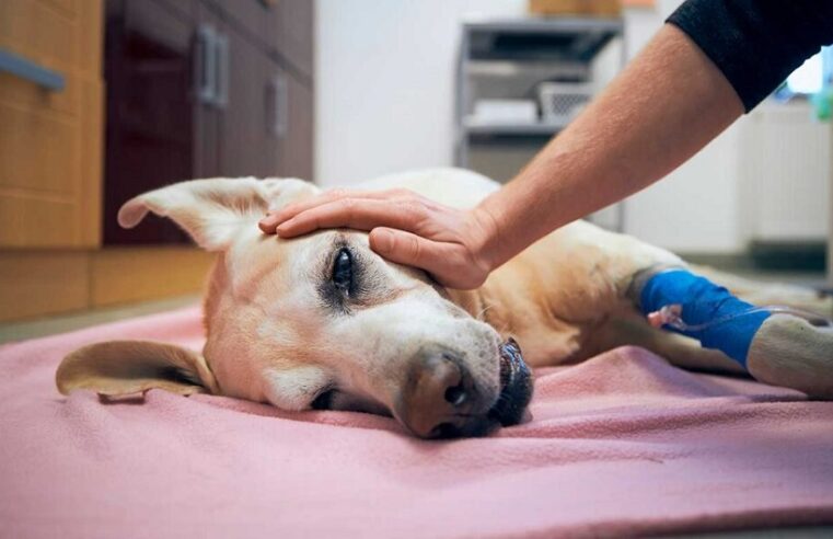 Perros y gatos también desarrollan tumores cerebrales: ¿cómo detectarlos?