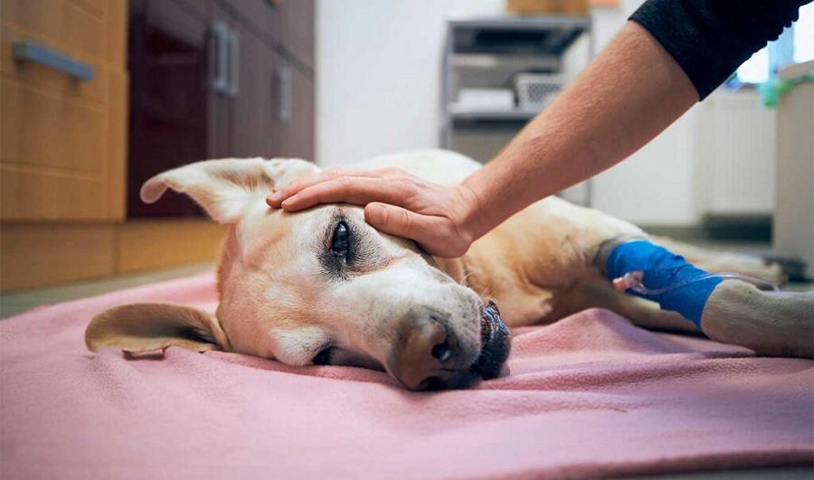 Perros y gatos también desarrollan tumores cerebrales: ¿cómo detectarlos?