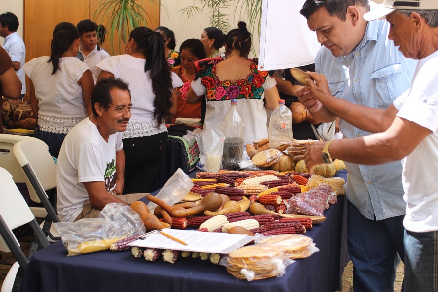 El CICY promueve la milpa maya, en el Día Nacional del Maíz