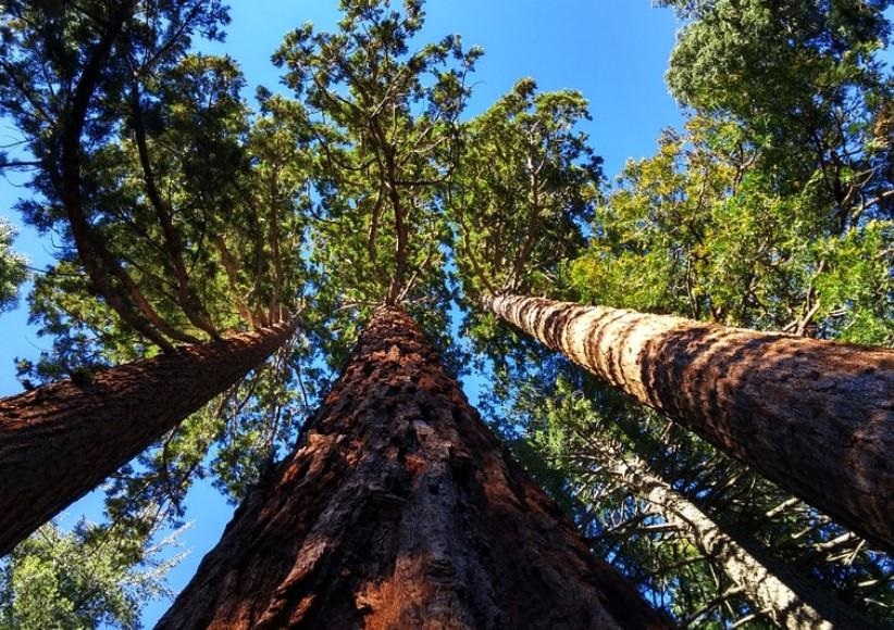 Advierten que más de un tercio de los árboles en el mundo está en peligro de extinción