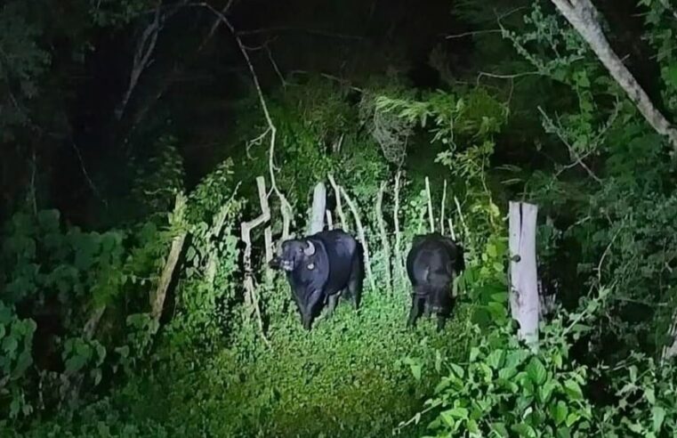 Causan asombro dos búfalos en la carretera Conkal-Yaxkukul