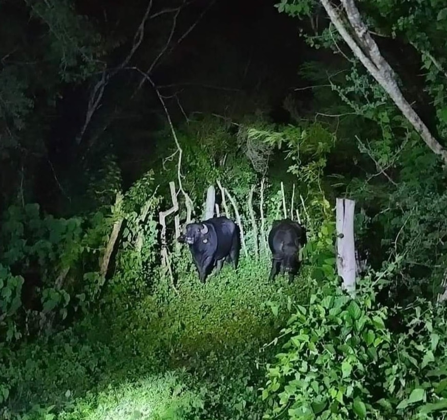 Causan asombro dos búfalos en la carretera Conkal-Yaxkukul