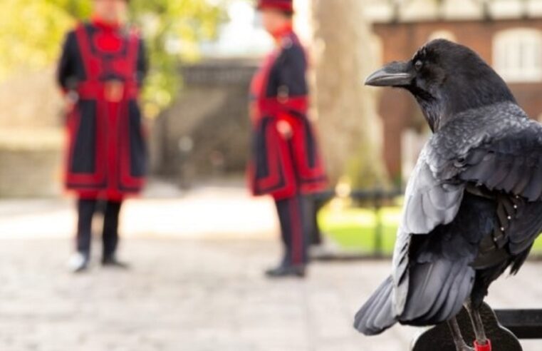 Muere un cuervo y temen que marque el fin de la corona británica