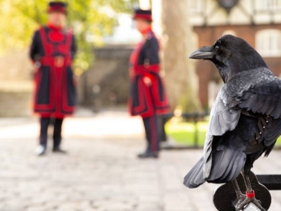 Muere un cuervo y temen que marque el fin de la corona británica