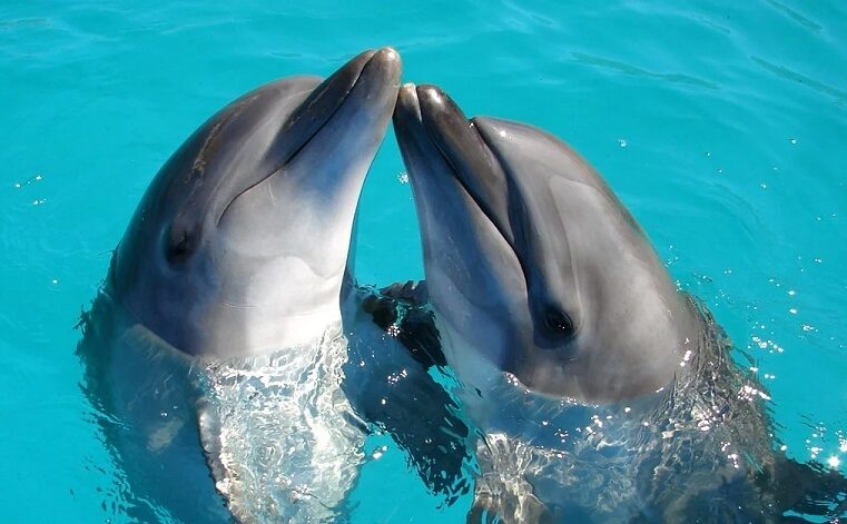 Los delfines ‘sonríen’ cuando juegan, confirma la ciencia