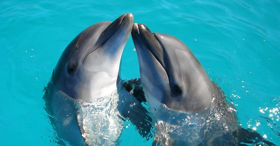 Los delfines ‘sonríen’ cuando juegan, confirma la ciencia