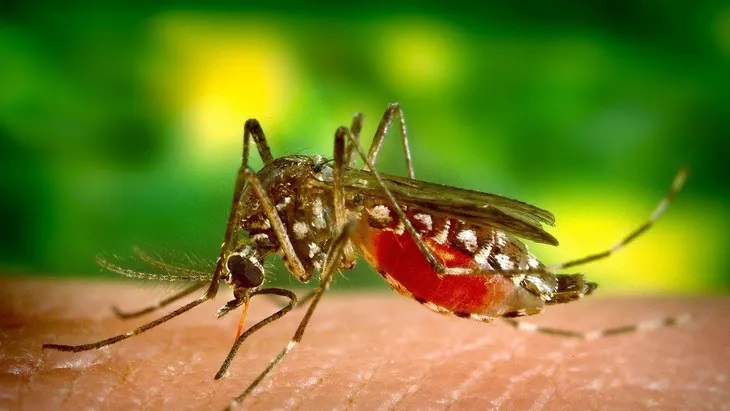 Mosquito del dengue se vuelve “indestructible” por culpa de los humanos